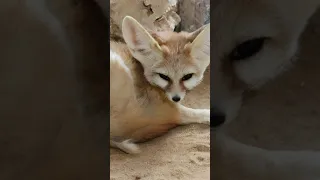 Fennec Fox #shorts Smallest Fox Biggest Ears