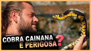 COBRA CANINANA É PERIGOSA?É VENENOSA? | Spilotes pullatus