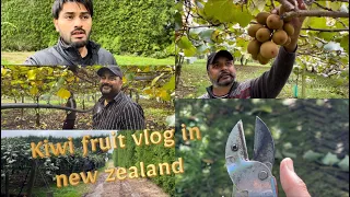 New zealand kiwi fruit vlog #newzealand #kiwi #working