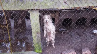 Poor Puppies Were Locked In Cages Full Of Dirt And Mud, Starved For Days...