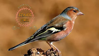 -ΣΠΙΝΟΣ-Chaffinch-( Fringilla coelebs 2018)