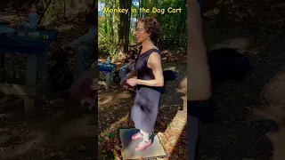 Monkey in the Dog Cart (Dance) - Moonshine & The Yellow Dandies in the Woods