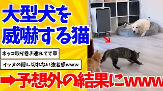 【2ch動物スレ】大型犬にケンカ売りに行ったネッコの末路wwwwww