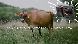 Testing the Olympus XA The pocket film camera - Cows on Film