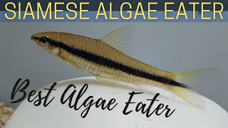 The Pros and Cons of Keeping Siamese Algae Eaters (crossocheilus oblongus)