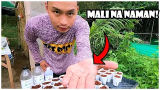 4 na Mali Ko sa Pagpapatubo ng Lettuce sa NFT Hydroponics System