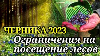 Сбор черники в Беларуси 2023. Ограничения на посещение лесов. Цена на чернику