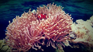 Клоуны амфиприоны (Amphiprion percula) и клоуна ferstbite в актинии в морском аквариуме