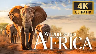 Wildlife Safari African 4K 🐾 Uncovering the Mysteries Iconic Kingdoms with Relaxing Piano Music