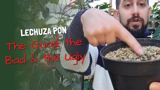 Lechuza Pon Pros & Cons & Update | Lechuza Pon Review, what worked and what didn't