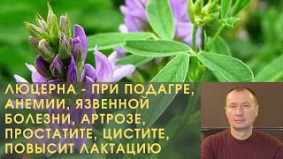 ЛЮЦЕРНА - ПРИ ПОДАГРЕ, АНЕМИИ, ЯЗВЕННОЙ БОЛЕЗНИ, АРТРОЗЕ, ПРОСТАТИТЕ, ЦИСТИТЕ, ПОВЫСИТ ЛАКТАЦИЮ