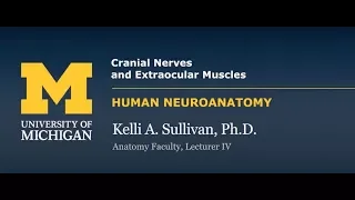 Nervous System: Cranial Nerves & Extraocular Eye Muscles