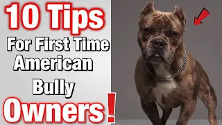 Tips for FIRST TIME American Bully Owners!