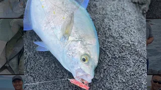 PAPIO / Yellow Spot Trevally | Catch Clean Cook