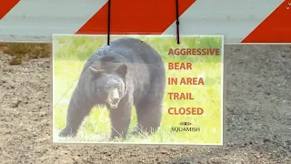 Black bear that attacked hiker in British Columbia put down