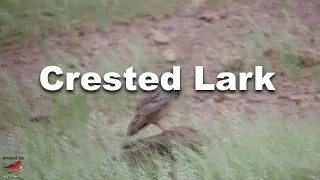 Crested lark singing video sparrow sound