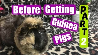 Things to Know Before Getting Guinea Pigs - Part 2