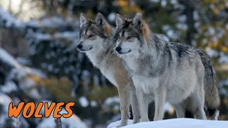 Why do Wolves and Dogs related - Wolf fun facts for Kids | Toltol’s Animal Book