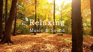 Yuhki Kuramoto - Sonnet of the Woods, Relaxing Music, Beautiful Piano Music, ASMR 넌 좋니, 낙엽 밟는 소리