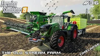 Harvesting wheat & oats | Animals on The Old Stream Farm | Farming Simulator 19 | Episode 36