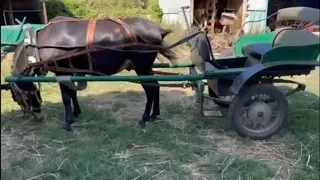 ЛОШАДИ🐎КУБАНСКИЕ МУЛЫ💥УПРЯЖЬ И ДВУКОЛКА