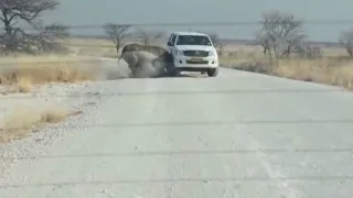 Rhino Attacks SUV Full Of Tourists