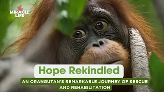 Hope Rekindled: An Orangutan's Remarkable Journey of Rescue and Rehabilitation