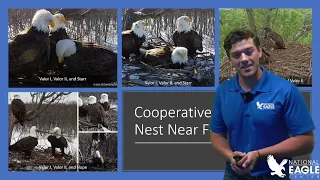 Adventures in Eagle Territory: Cooperative Breeding / Nesting