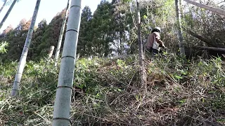 細竹を切って奥の杉山が綺麗に見えてきた‼｜竹藪整備