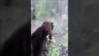 poor bear gets his feelings hurt