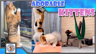 Adorable fluffy kittens, to make your day happy! Comment your favorite! #014 Subscribe for more!