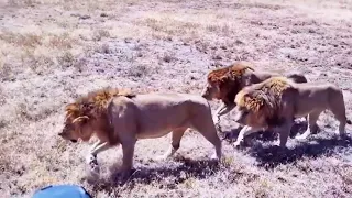 Saba Bora Lions Latest Sightings | Killers Of Bob Jr Lion