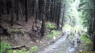 O haita formată din 14 lupi in pădurile din Bacau