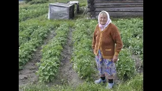 Людей обрекают на голод.Запрет картошки.