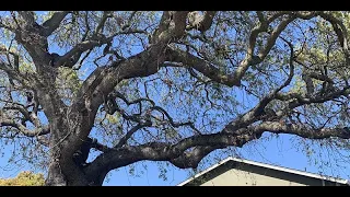 Trees in the Urban Landscape | Peninsula-South Bay Watershed Forum