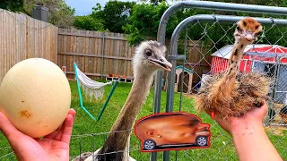 Saving a Baby Ostrich From Euthanasia (Kevins MAD) *gone sussy 😳*