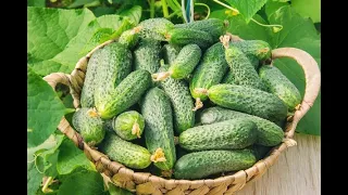 🥒 Огірок Ніжинський місцевий 🥒