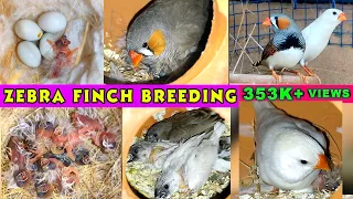 Zebra Finch Breeding | Zebra finch eggs lying to Hatching full video