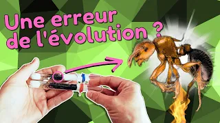 Cette fourmi n'aurait JAMAIS dû survivre à l’évolution ? (Meranoplus bicolor)