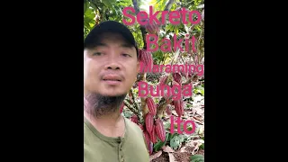 Limang Sekreto Bakit Marami ang Bunga ng mga Cacao ko