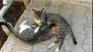 Adult cat became jealous of new kittens and started drinking milk from mother cat.