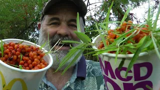 Seabuckthorn berries that are easy to pick!