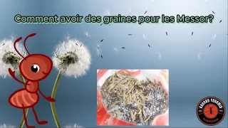 Comment avoir des graines pour des Messor?