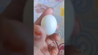 dove egg  🐣🐣