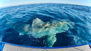 GREAT WHITE SHARK As Big As The Boat!