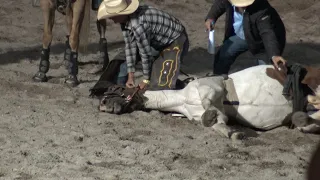 Horse death at Stanthorpe Rodeo March 07, 2020