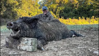 Trapped a big bad boar hog. Can you guess the weight?