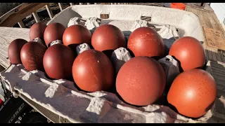 Tips to Hatching Black Copper Marans