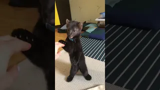 Соболь Бадди выполняет команды Buddy the sable is doing the tricks