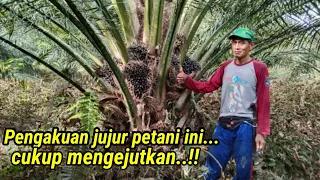 Exclusive, bocoran hasil panen Bibit Cabutan sekitar 300 an pokok!